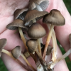 Pirkti Liberty Caps grybai